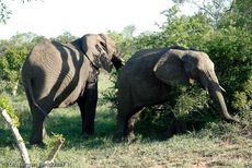 Afrikanischer Elefant (59 von 131).jpg